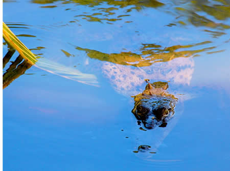 Krokodil in een van de lagunes van Isla Paridita